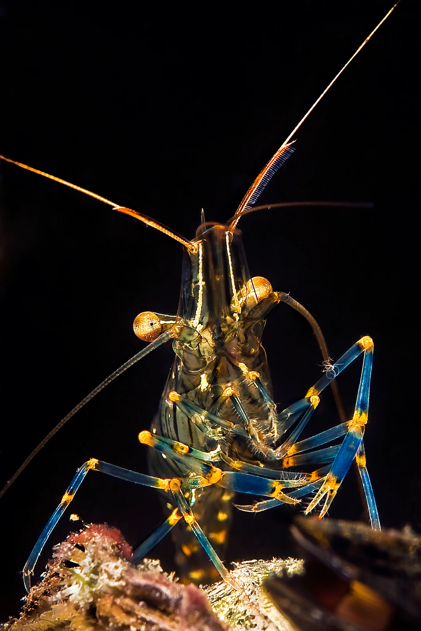GAMBERI - Macro runner up by ADRIANO  OCCHI, See in the Sea underwater photography contest