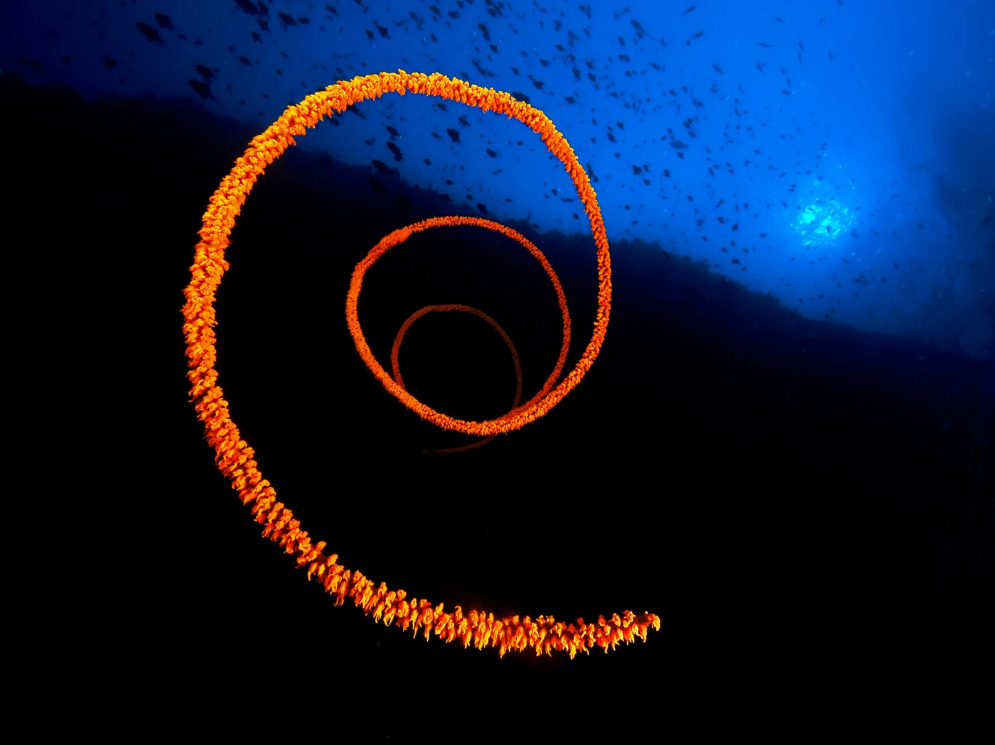 IPNOSI - Newcomers silver by MAURO  MAINARDI, See in the Sea underwater photography contest