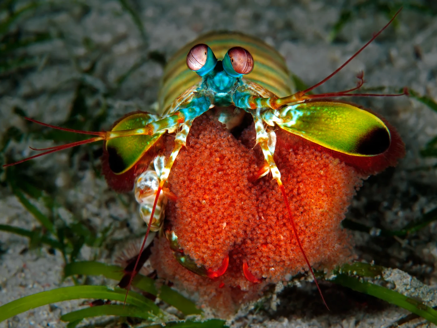 CHE FAMIGLIA NUMEROSA - Macro runner up by DAVID SALVATORI, See in the Sea underwater photography contest