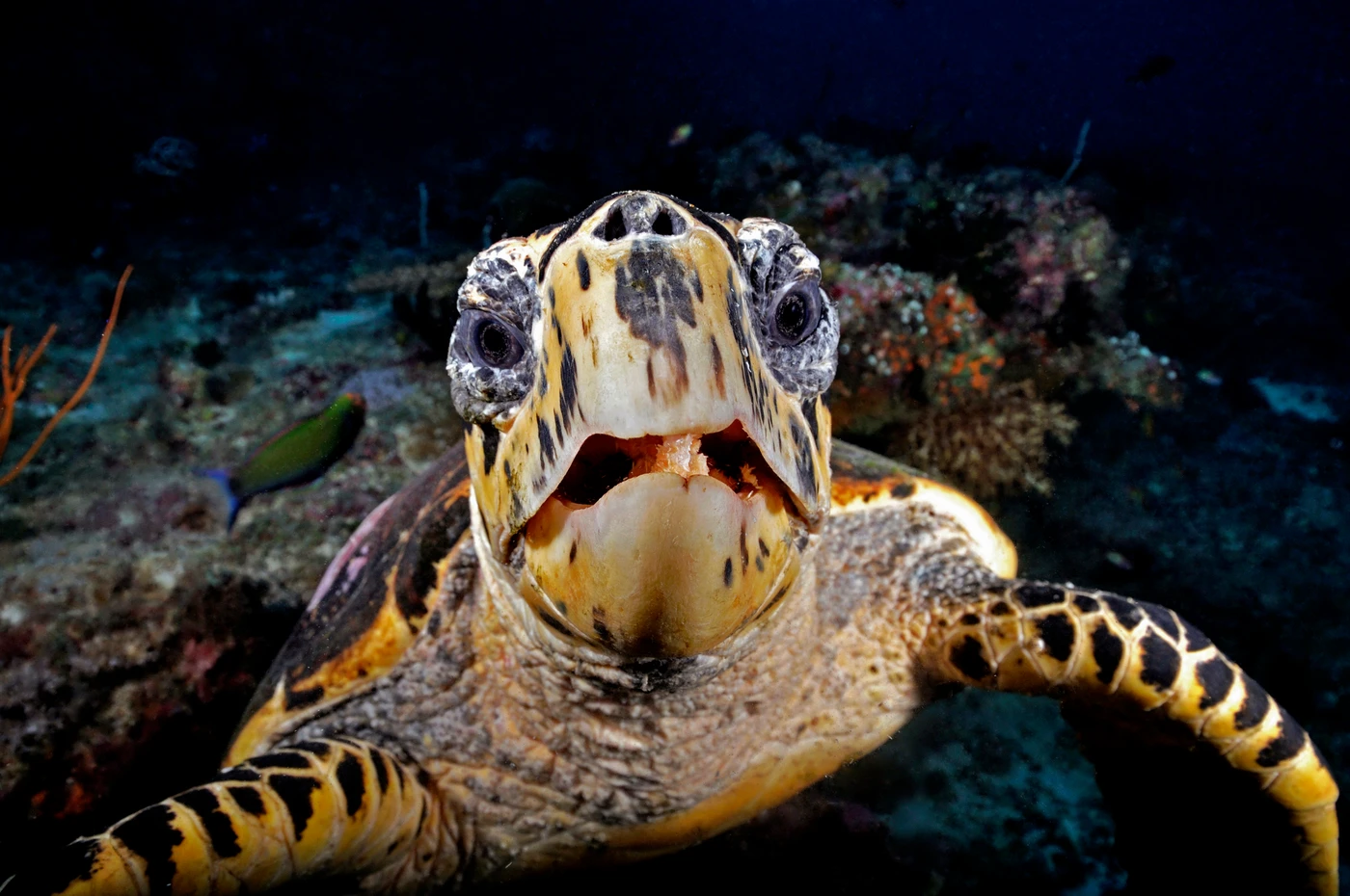TARTARUGA - Newcomers runner up by STEFANO  COCCI ARMILLEI, See in the Sea underwater photography contest