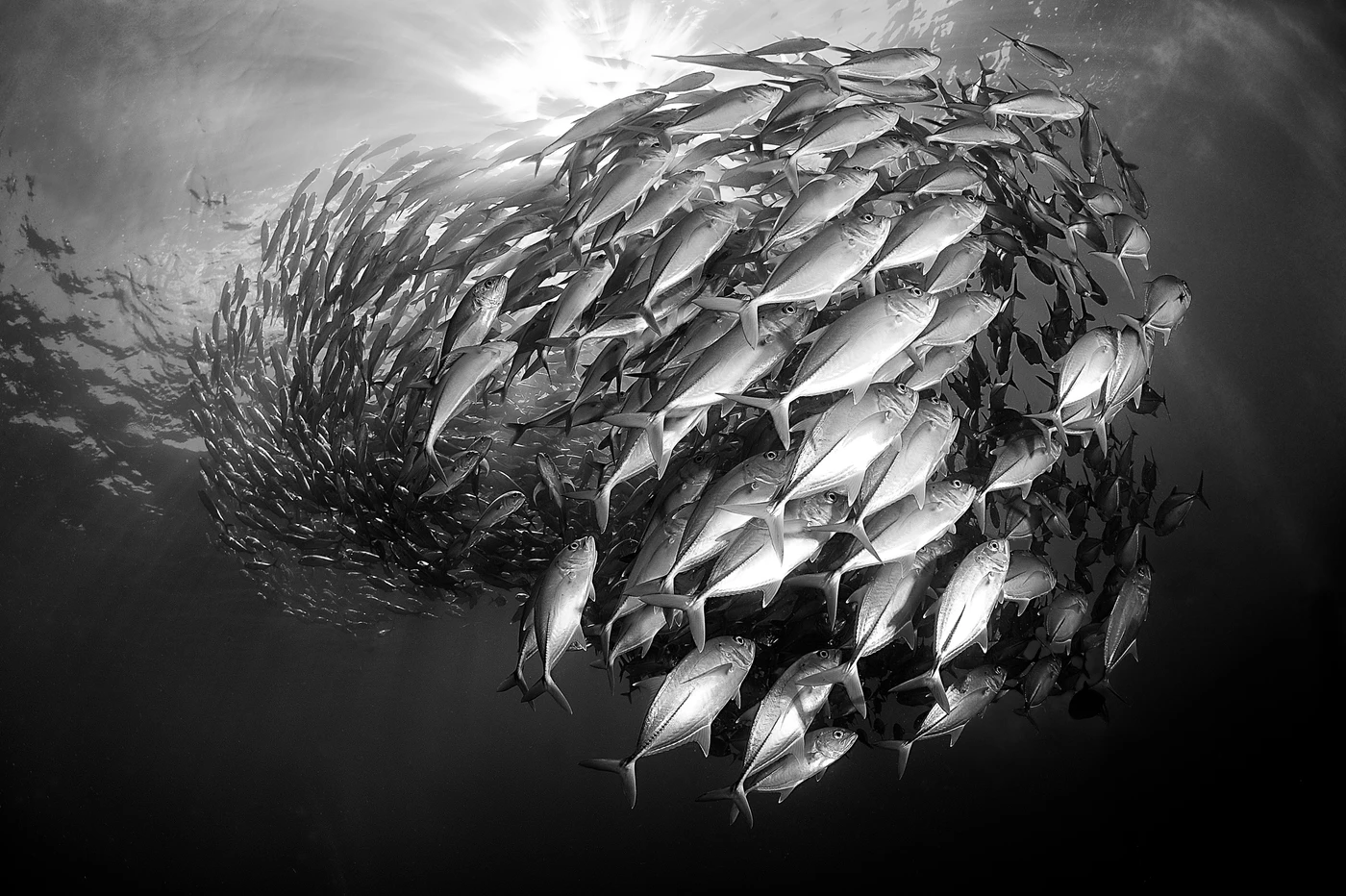 WASHING MACHINE - Black & White runner up by ADRIANO  MORETTIN, See in the Sea underwater photography contest