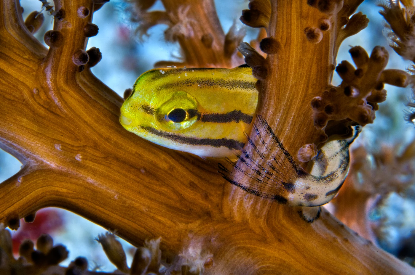 2 CENTIMETRI - Macro silver by GIORDANO CIPRIANI, See in the Sea underwater photography contest