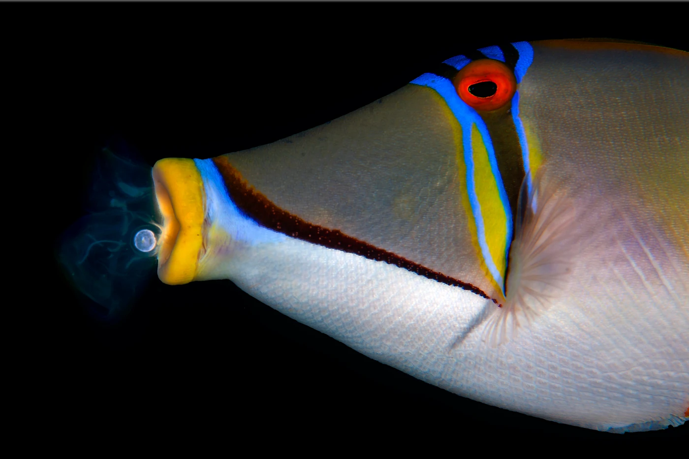 SMOKING JOE - Macro bronze by DOMENICO ROSCIGNO, See in the Sea underwater photography contest
