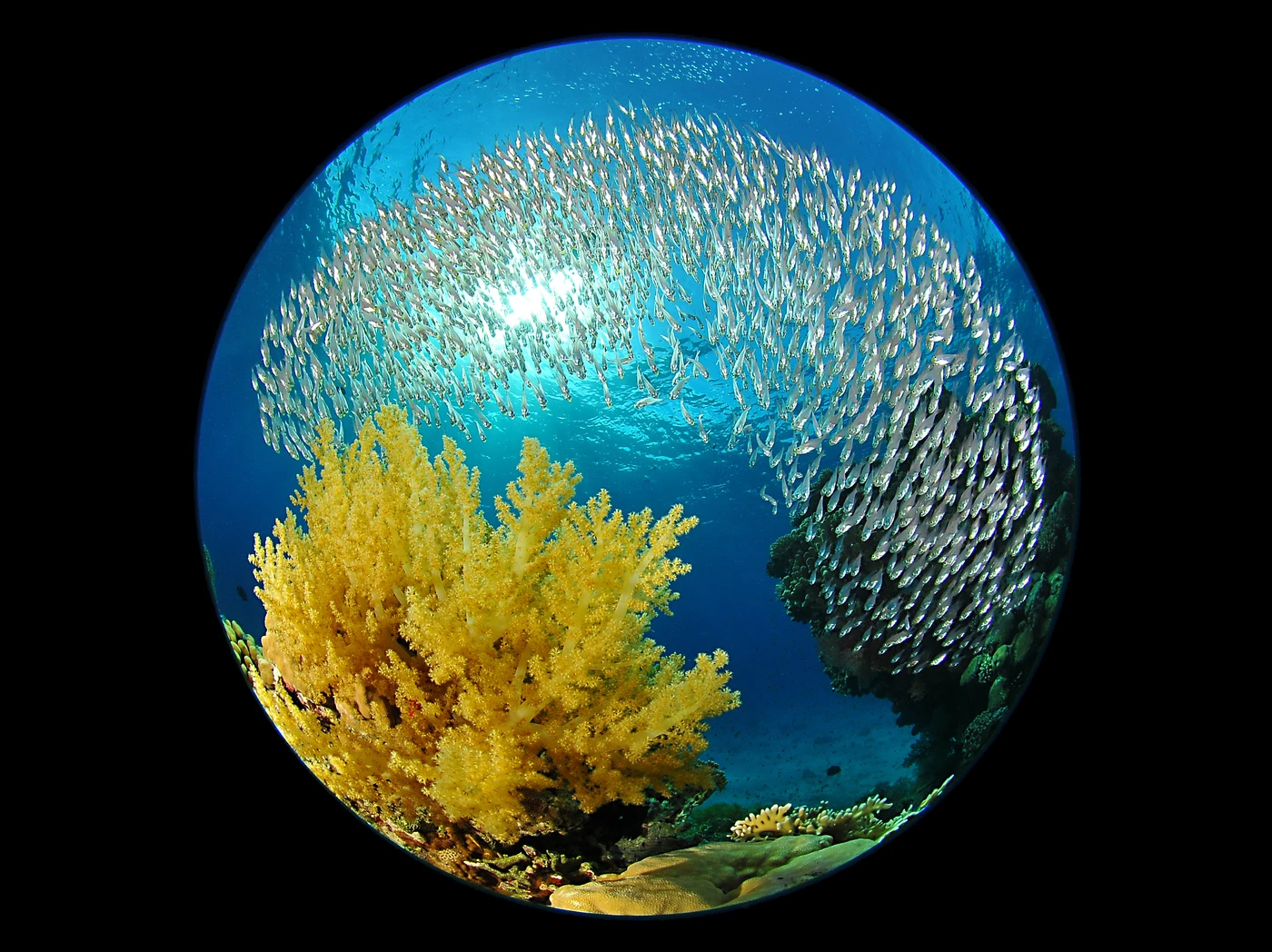 CIRCLE - Wide Angle silver by STEFANO  PROAKIS, See in the Sea underwater photography contest