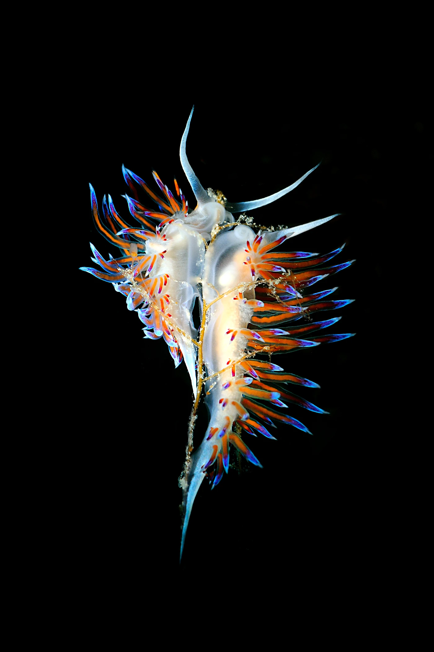 SNOOT'S LOVERS - Macro runner up by ADRIANO MORETTIN, See in the Sea underwater photography contest