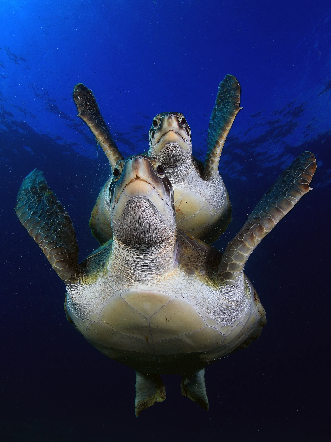 TORTUGA 3 - Wide Angle bronze by JOAQUIN  FERNANDEZ GUTIERREZ, See in the Sea underwater photography contest