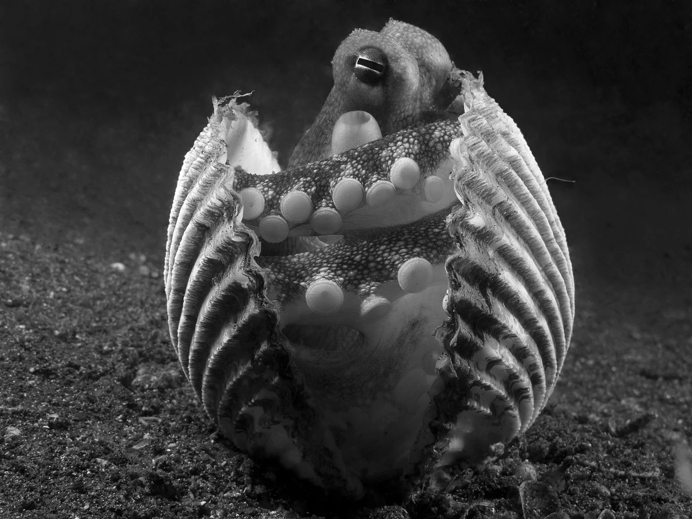 OCTOPUS - Black & White runner up by OLIVIERO PULIDO, See in the Sea underwater photography contest