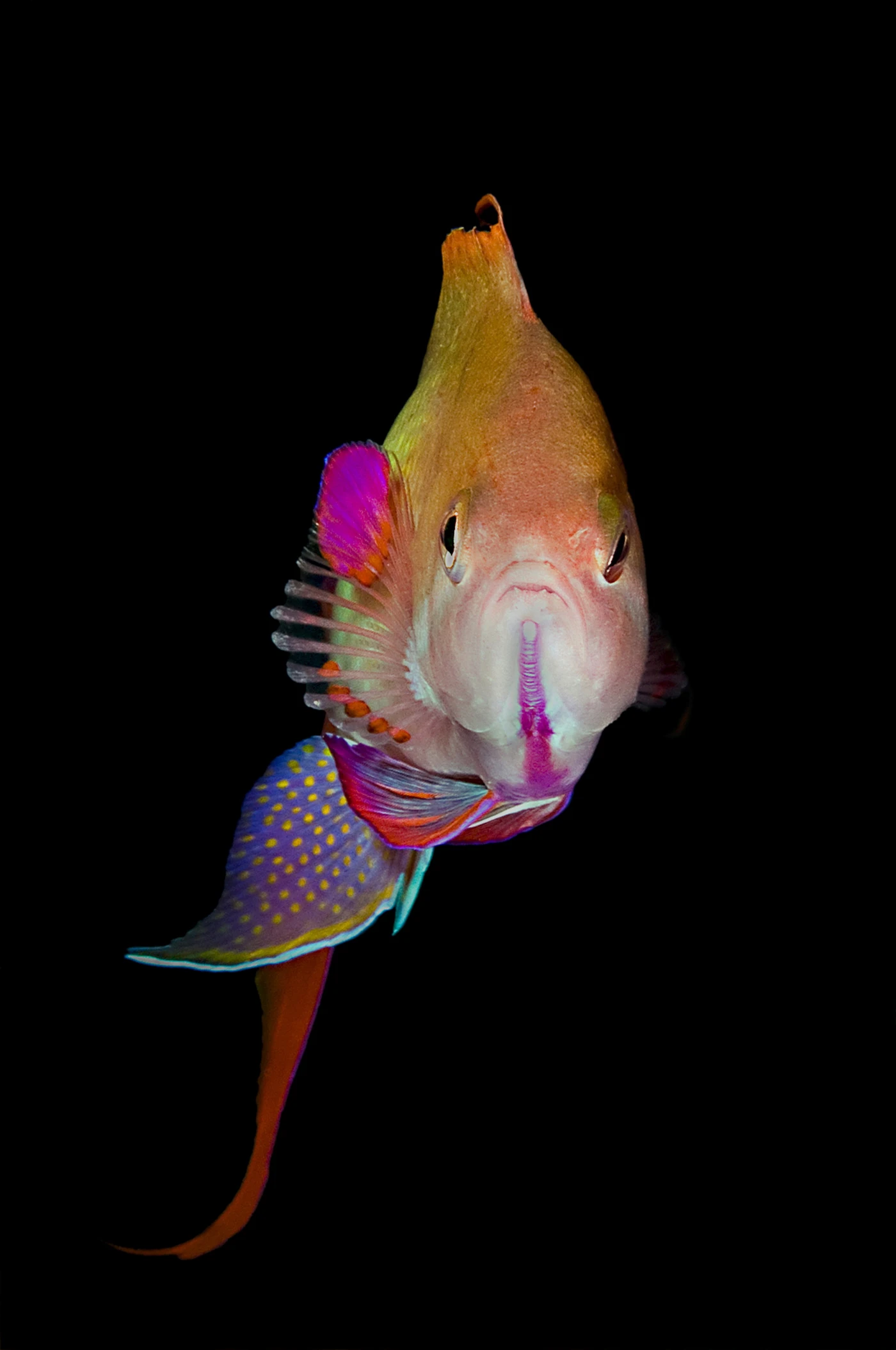 RAINBOW - Macro runner up by STEFANO PROAKIS, See in the Sea underwater photography contest