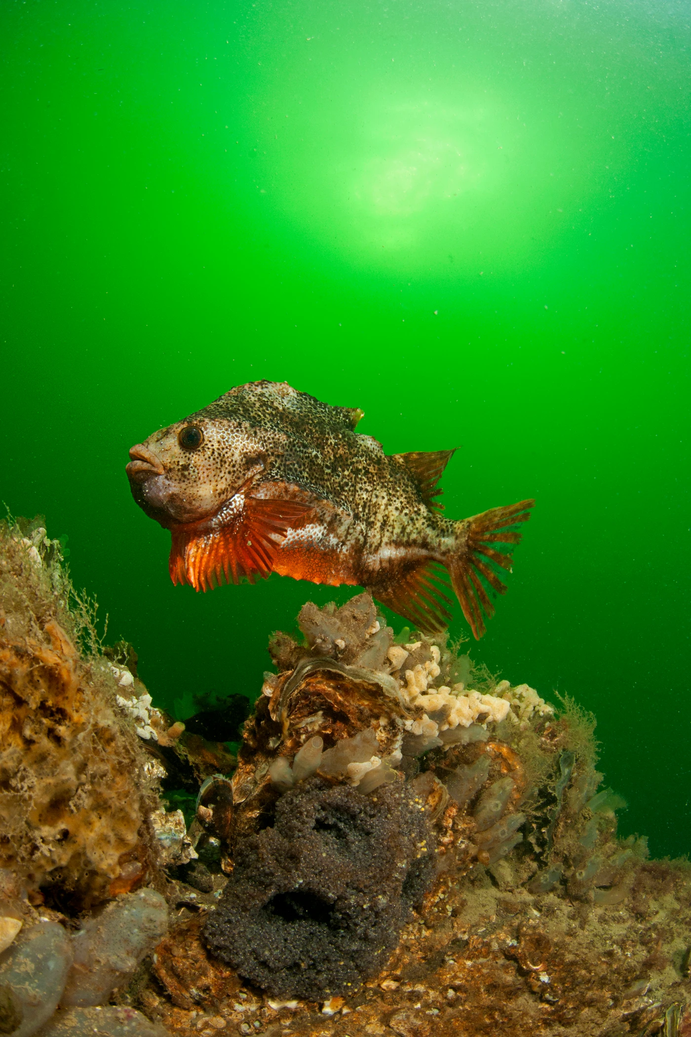 LUMPSUCKER WITH EGGS - Wide Angle runner up by LUC ROOMAN, See in the Sea underwater photography contest