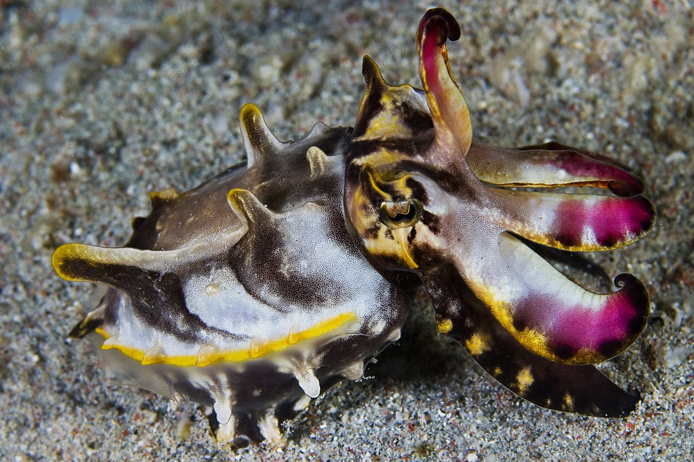 SEPIA - Newcomers bronze by RAFFAELE  BASTI, See in the Sea underwater photography contest