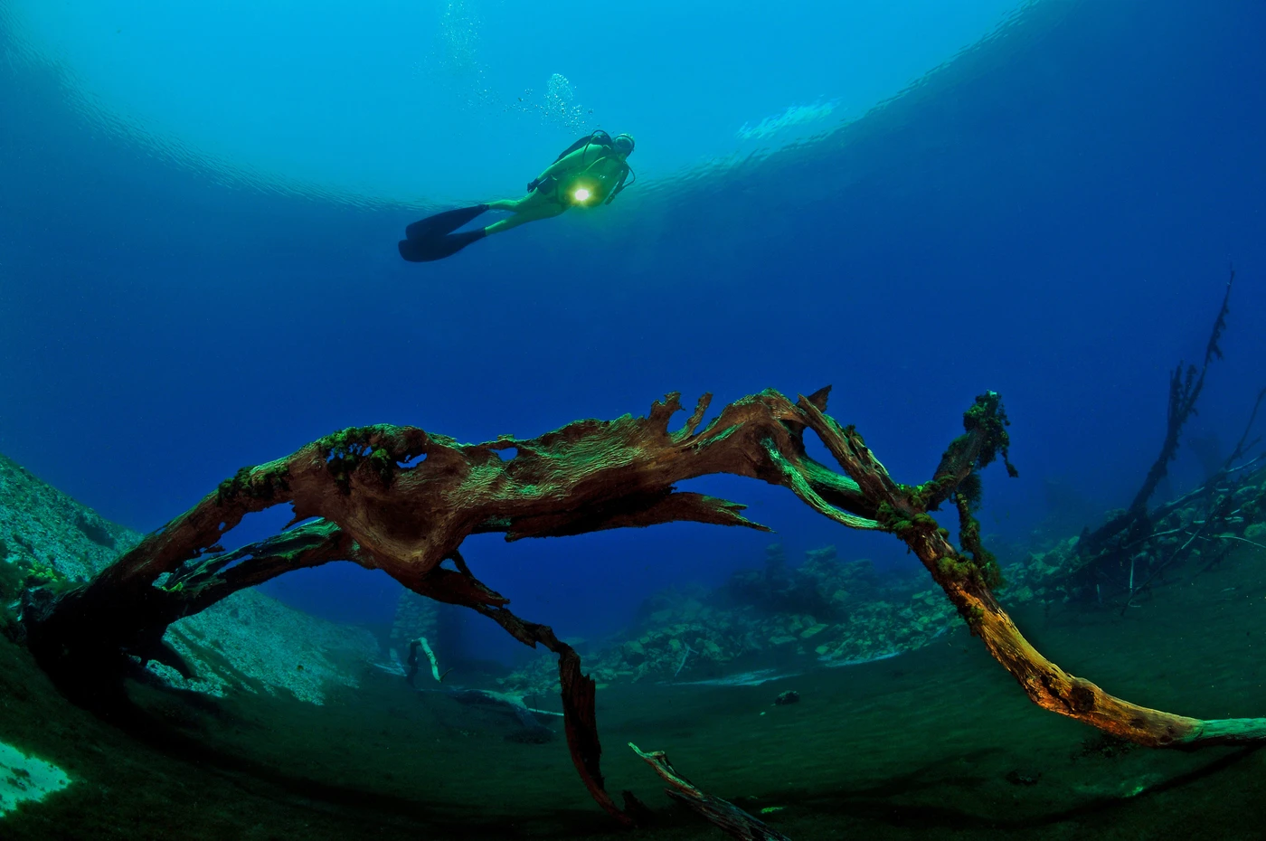 CAPO D'ACQUA TREE - Wide Angle runner up by STEFANO  PROAKIS, See in the Sea underwater photography contest