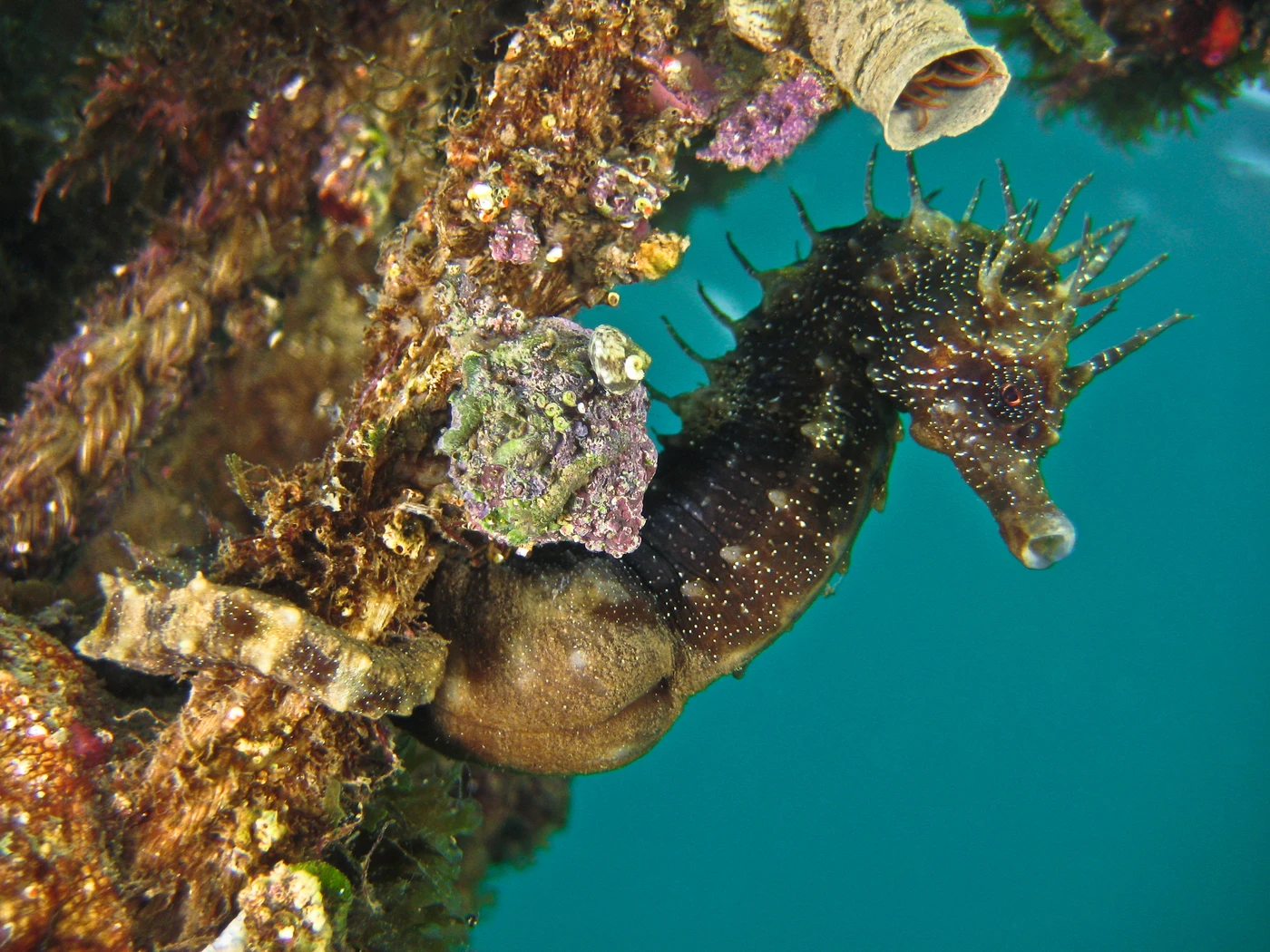 CAVALLUCCIO BROWN - Newcomers runner up by NICOLA  FURIO, See in the Sea underwater photography contest