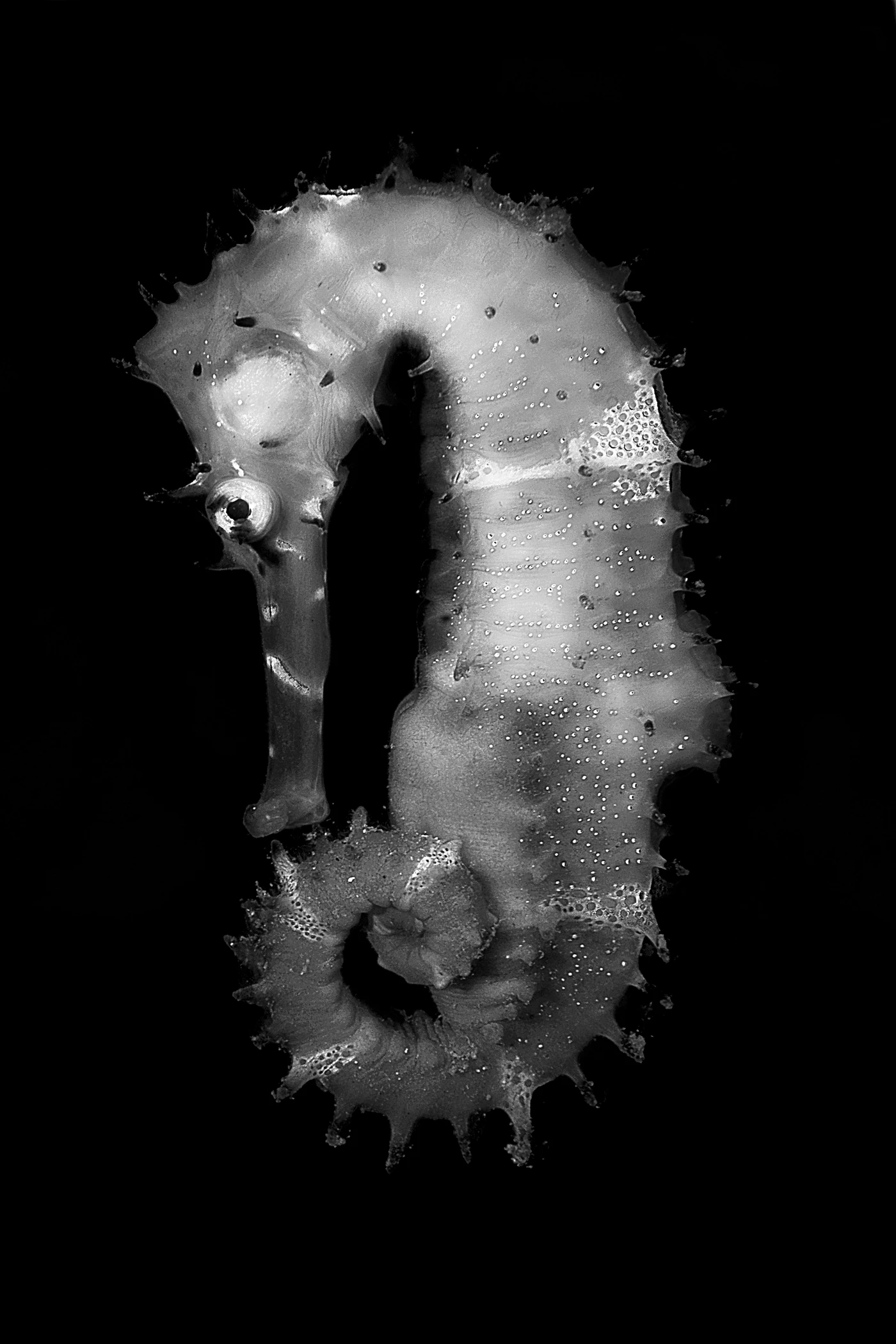 HIPPOCAMPO - Black & White bronze by FILIPPO BORGHI, See in the Sea underwater photography contest