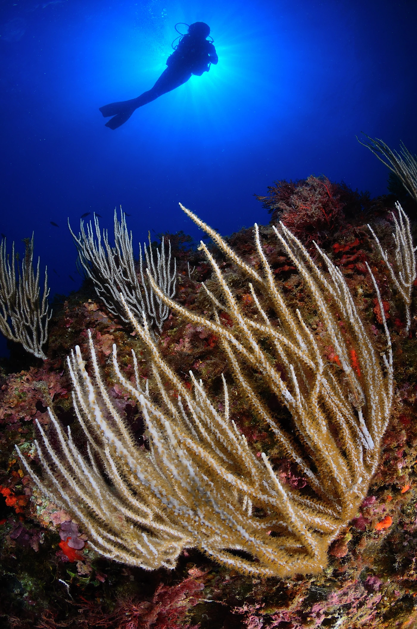 GEMMA - Wide Angle runner up by MARC FELIX CASANOVAS , See in the Sea underwater photography contest
