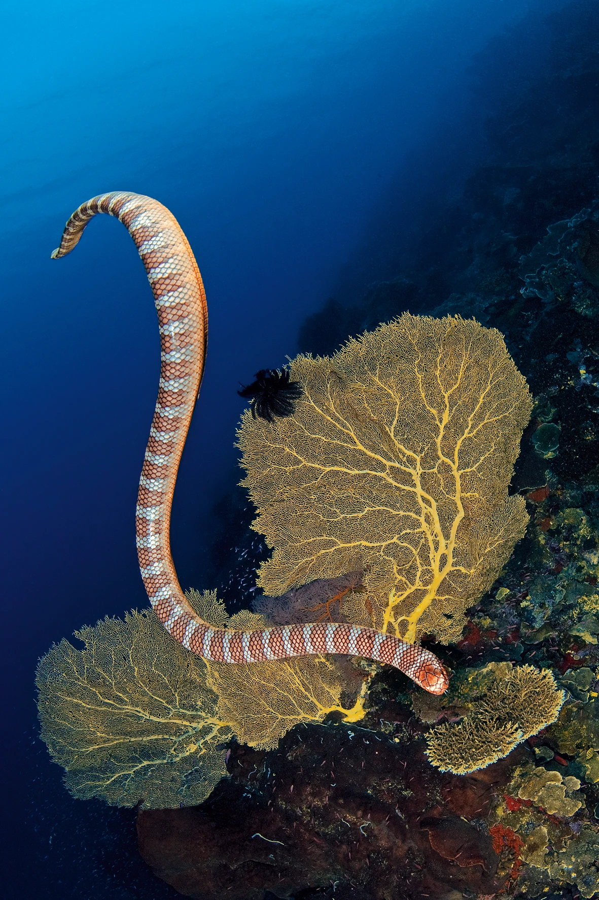 SERPENTE - Wide Angle runner up by MARCO  GIULIANO, See in the Sea underwater photography contest