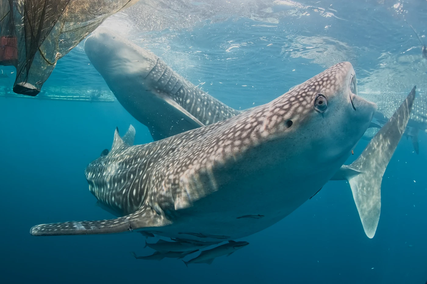 GNAM - Wide Angle runner up by ANDREA  IZZOTTI, See in the Sea underwater photography contest