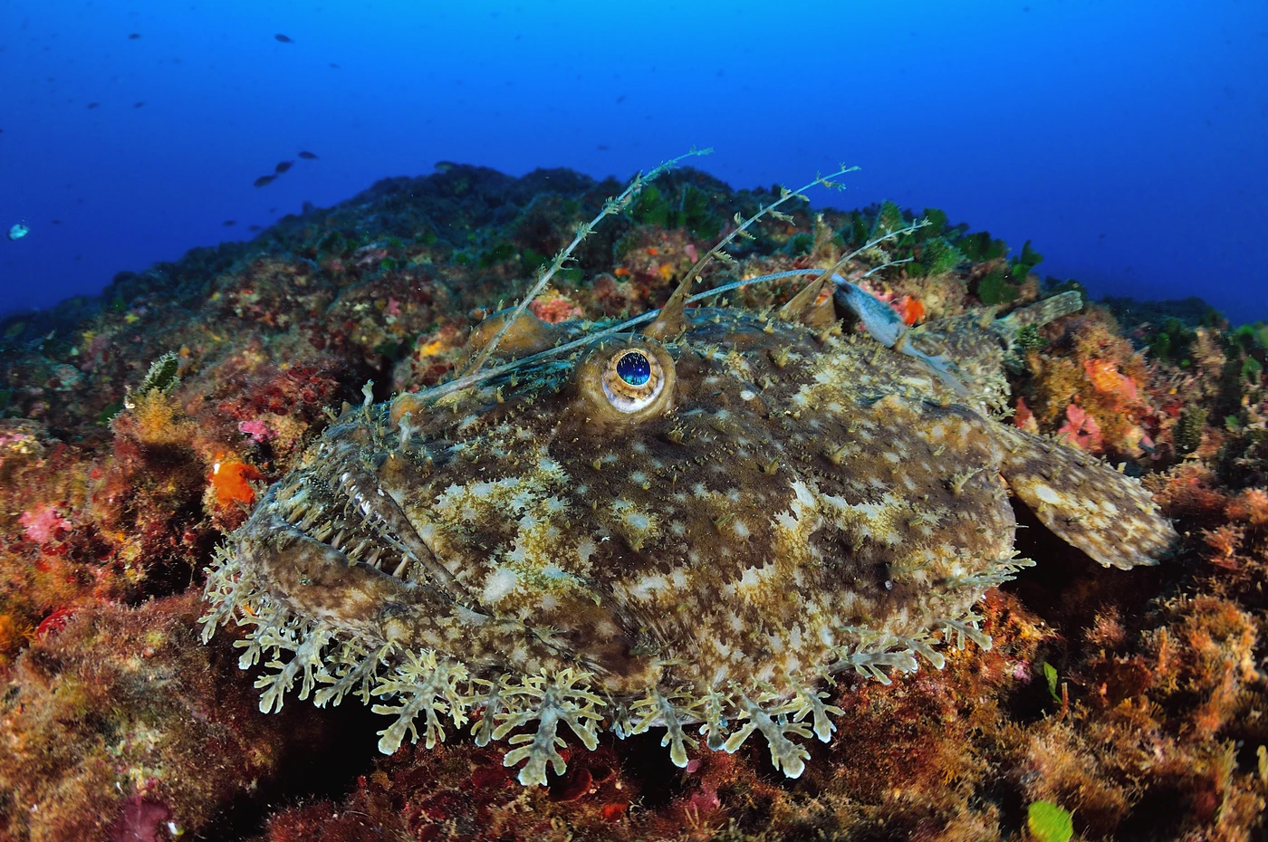 RAP - Wide Angle runner up by DAVID  MAS ANTOJA, See in the Sea underwater photography contest