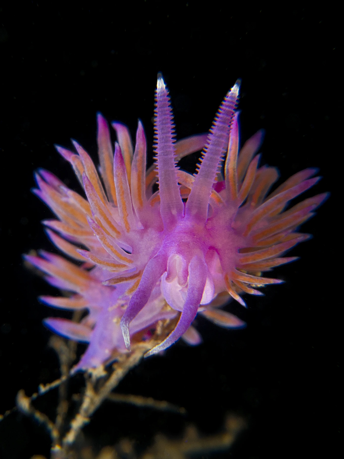 FLABELLINA - Newcomers runner up by PASQUALE CARVELLI, See in the Sea underwater photography contest