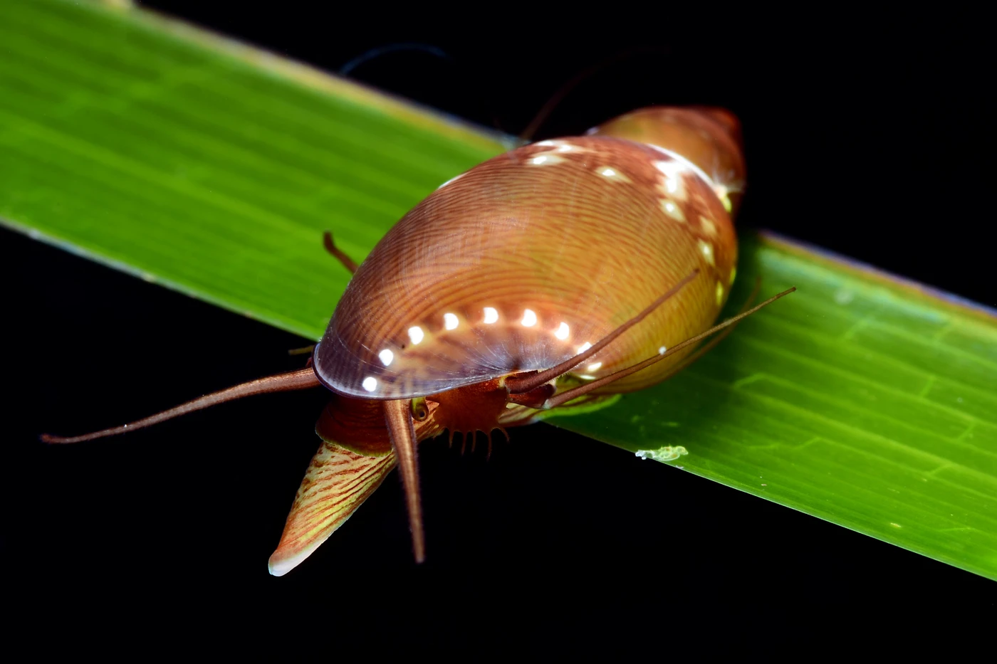 POSEIDONIA - Macro runner up by FRANCESCO  VISINTIN, See in the Sea underwater photography contest