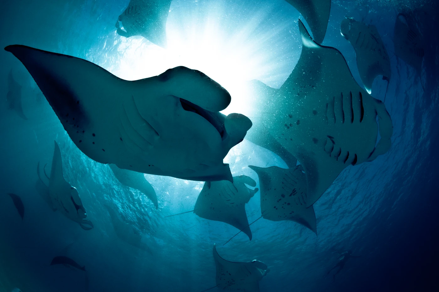 INSIEME - Wide Angle runner up by GIORDANO CIPRIANI, See in the Sea underwater photography contest