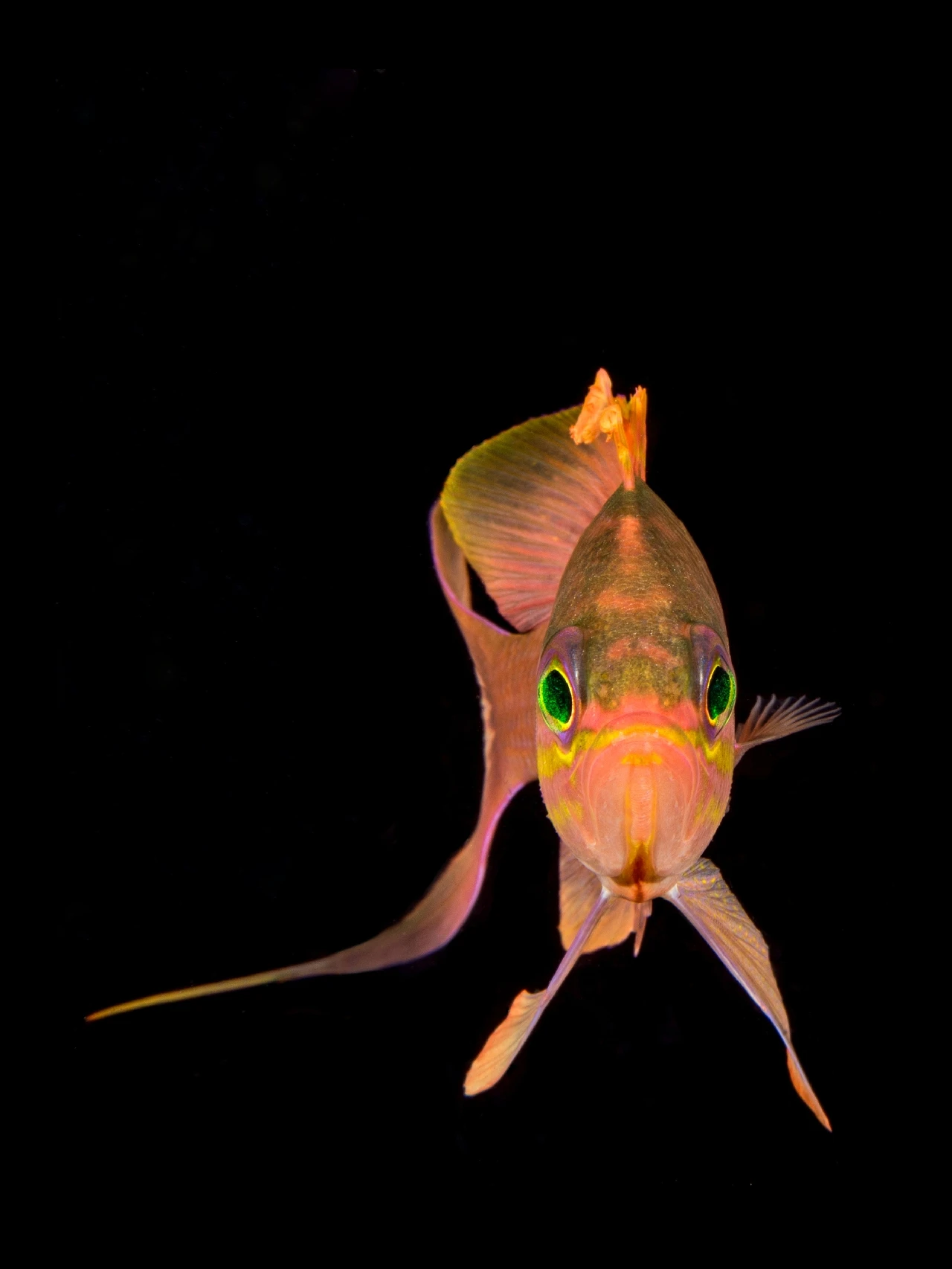 In Punta Di Pinne - Macro runner up by Paolo Bausani, See in the Sea underwater photography contest