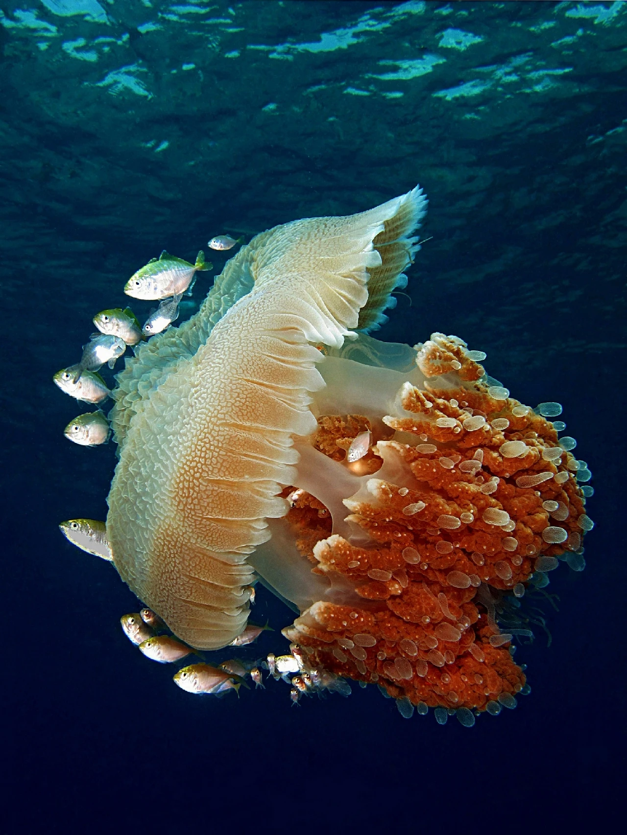 La Medusa E Le Sue Ancelle - Wide Angle runner up by Alberto Gallucci, See in the Sea underwater photography contest