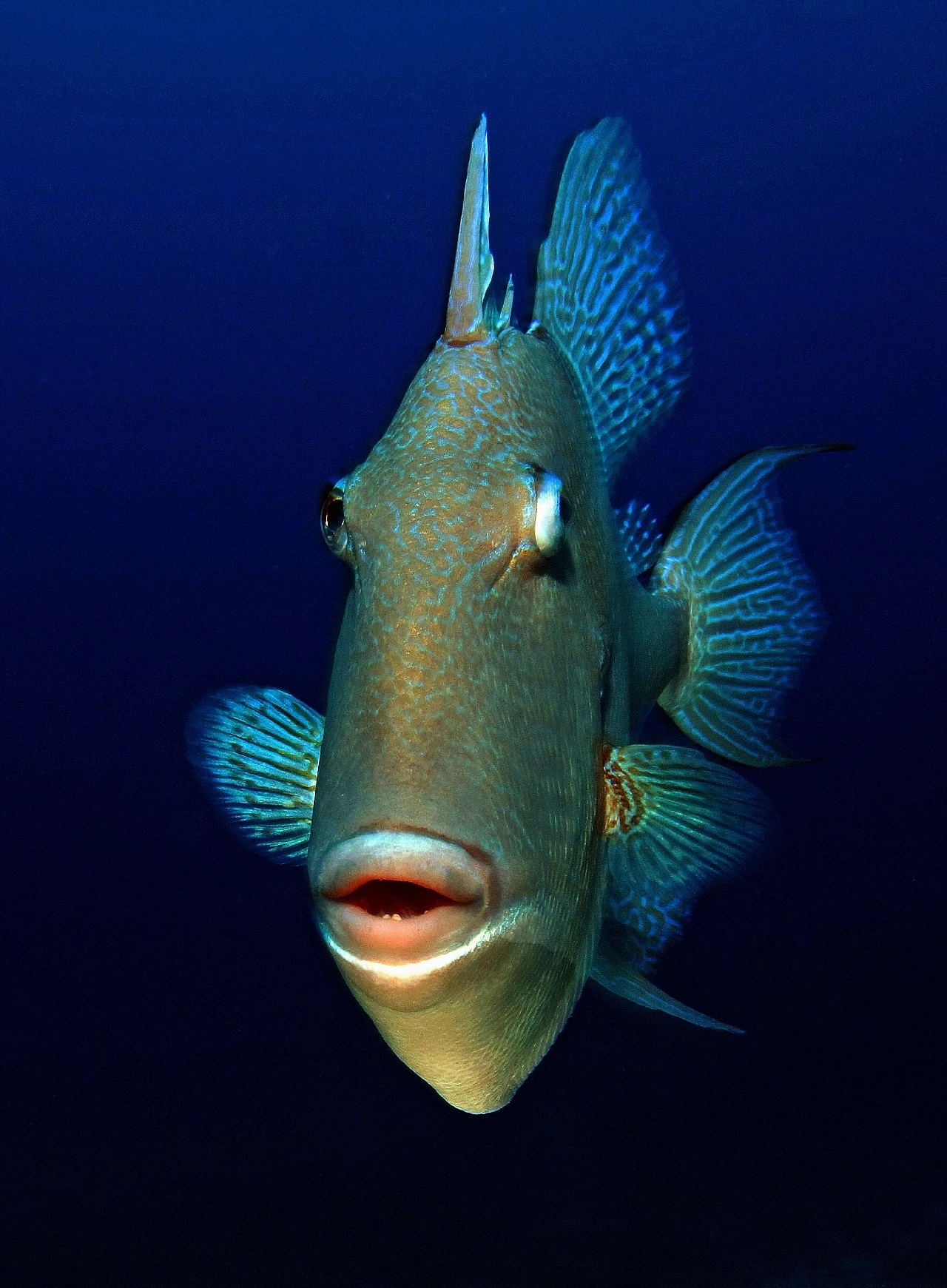 Pesce Balestra
