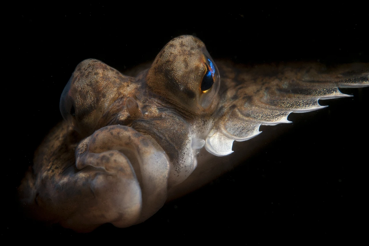 Plantvis - Macro silver by Luc Rooman, See in the Sea underwater photography contest