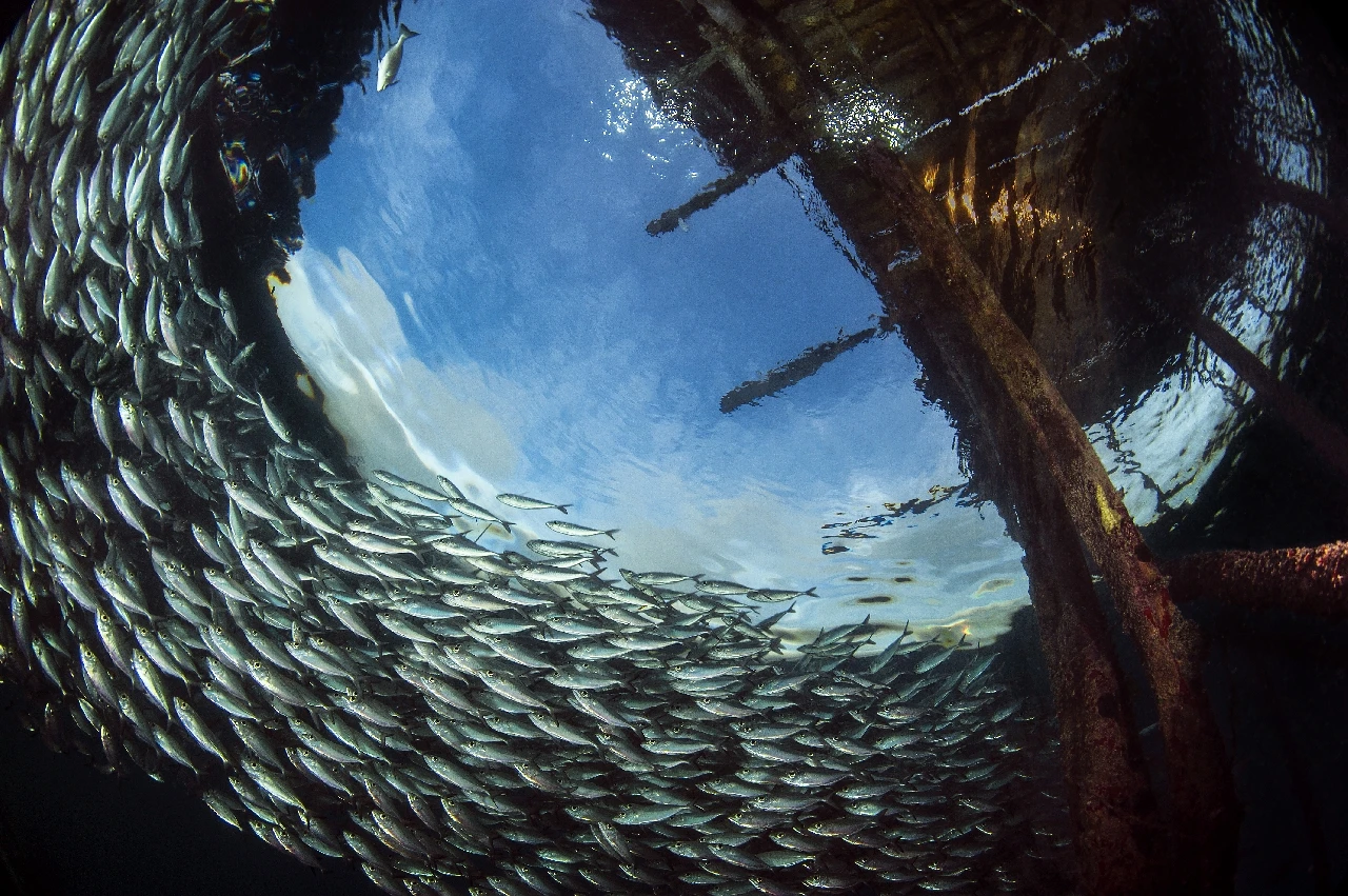Cerchio Della Vita - Wide Angle runner up by Isabella Maffei, See in the Sea underwater photography contest