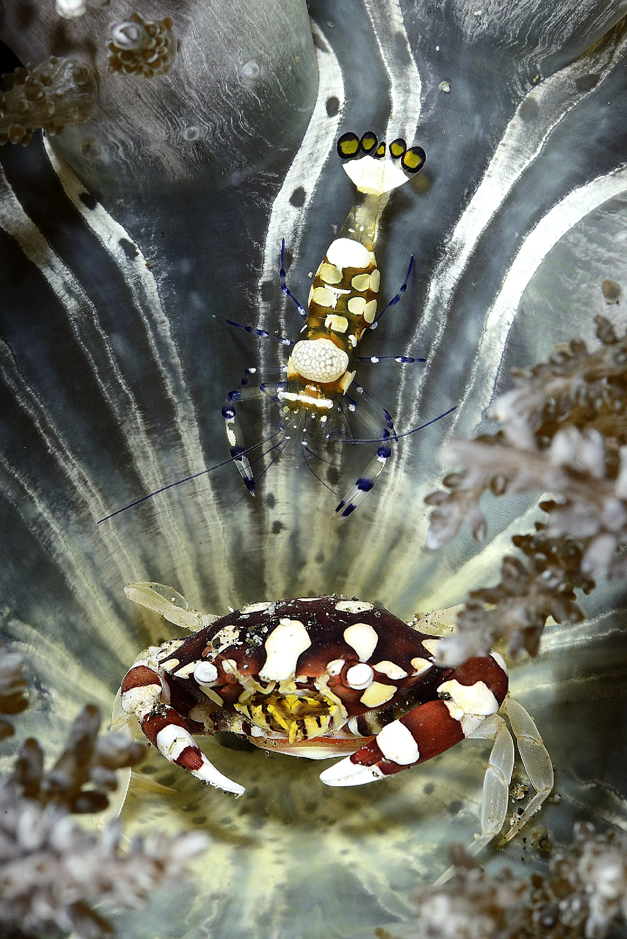 La Strana Coppia - Macro runner up by Adriano Morettin, See in the Sea underwater photography contest