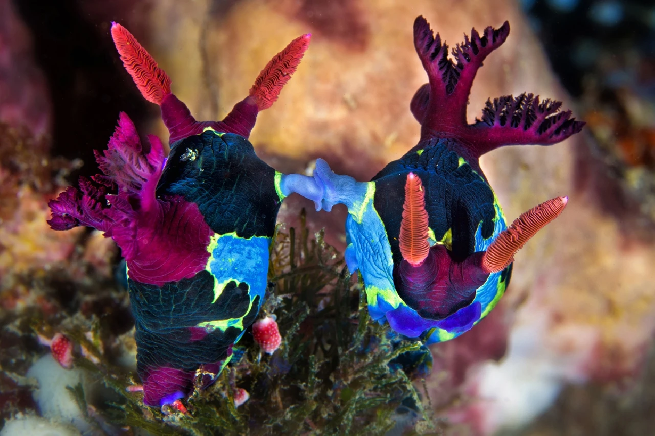 Nuove Generazioni - Newcomers runner up by Paolo Fontanella, See in the Sea underwater photography contest