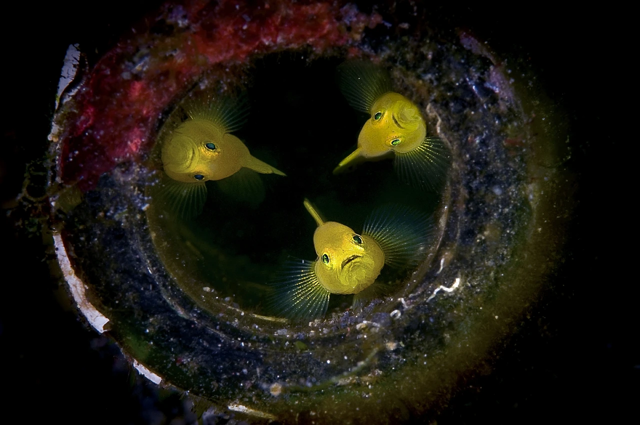 Goby's - Macro runner up by Filippo Borghi, See in the Sea underwater photography contest