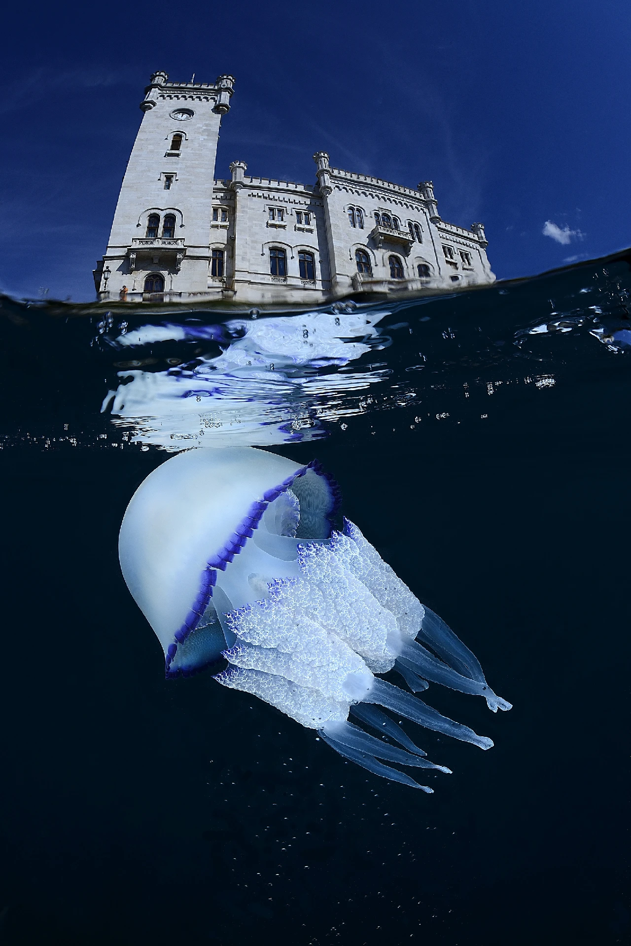 Rhyzostoma