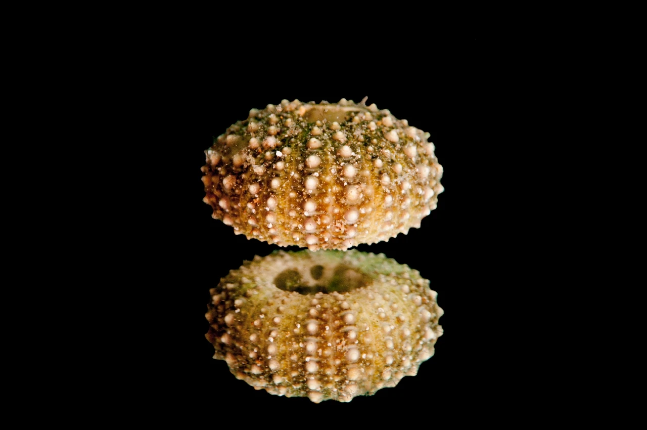 Allo Specchio - Art in the Water runner up by Tiziana Della Zanna, See in the Sea underwater photography contest