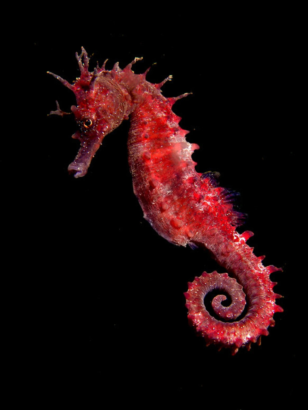 Cavalluccio Rosso - Newcomers runner up by Gianni Colucci, See in the Sea underwater photography contest