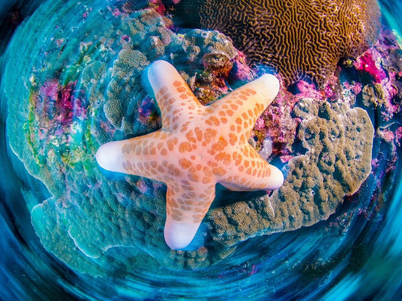 Twist - Newcomers runner up by Flavio Vailati, See in the Sea underwater photography contest