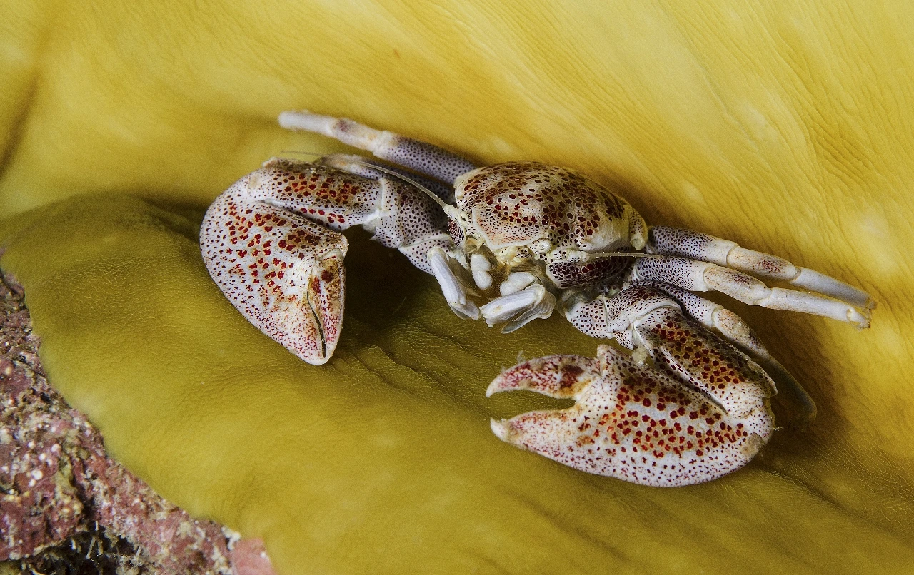 Granchietto - Newcomers runner up by Nadia De Santis, See in the Sea underwater photography contest