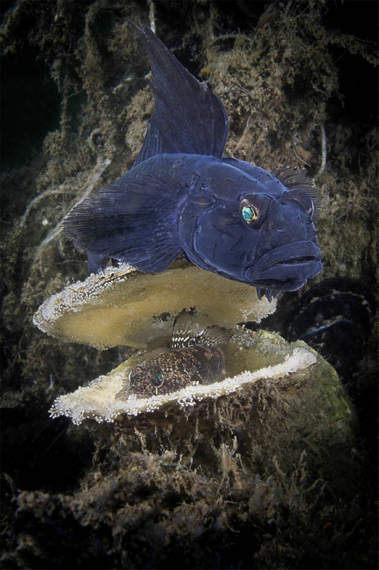 Nido D'amore - Newcomers bronze by Filippo Ioni, See in the Sea underwater photography contest