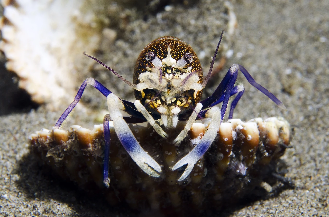 Terminator - Newcomers runner up by Marco Fantin, See in the Sea underwater photography contest
