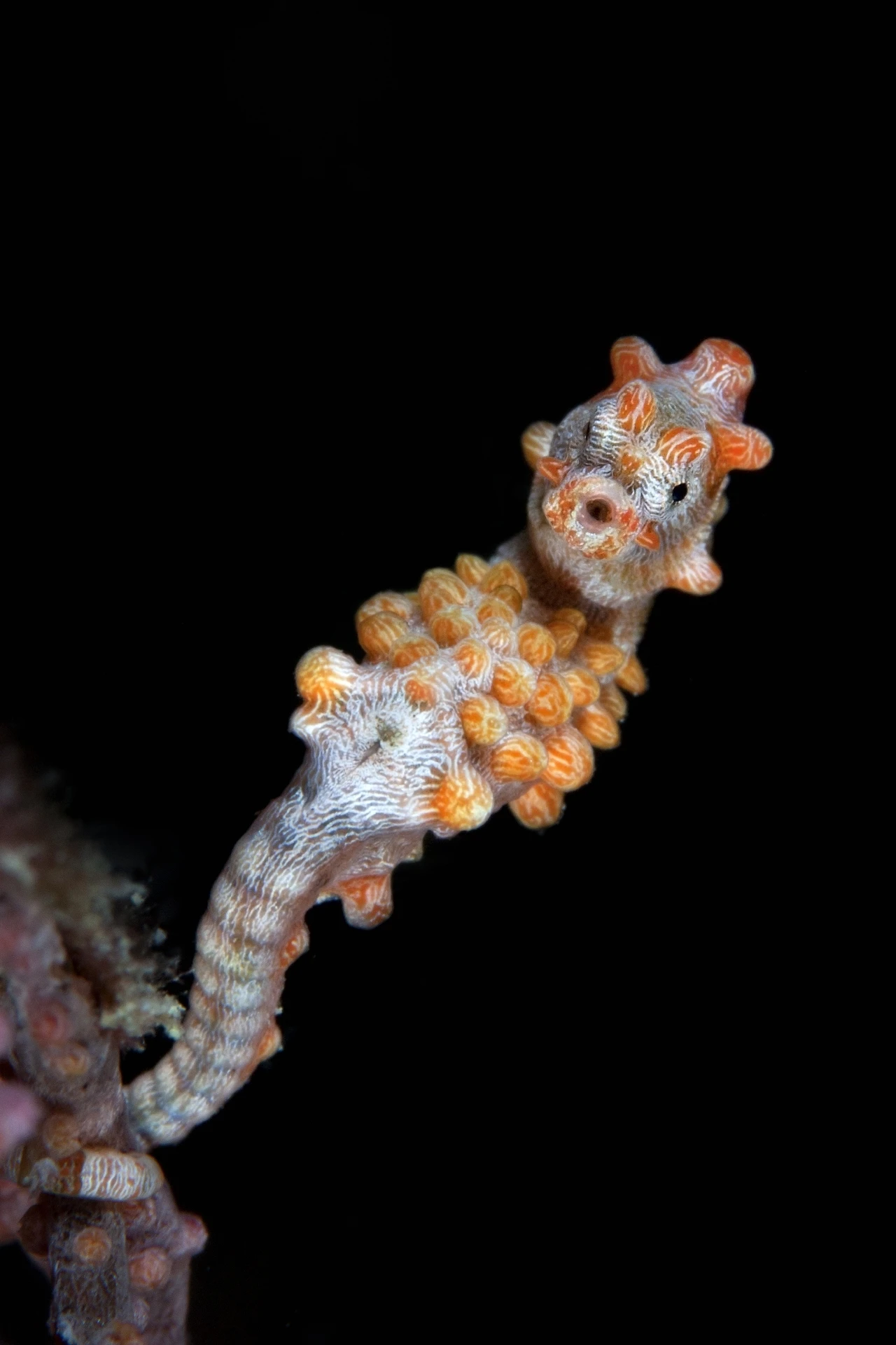 Pigmy - Macro runner up by Pietro Formis, See in the Sea underwater photography contest