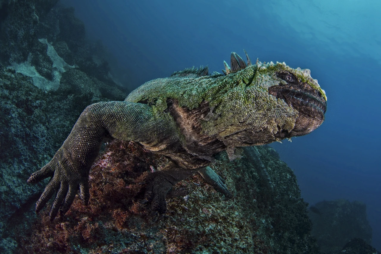Iguana - Wide Angle runner up by Filippo Borghi, See in the Sea underwater photography contest
