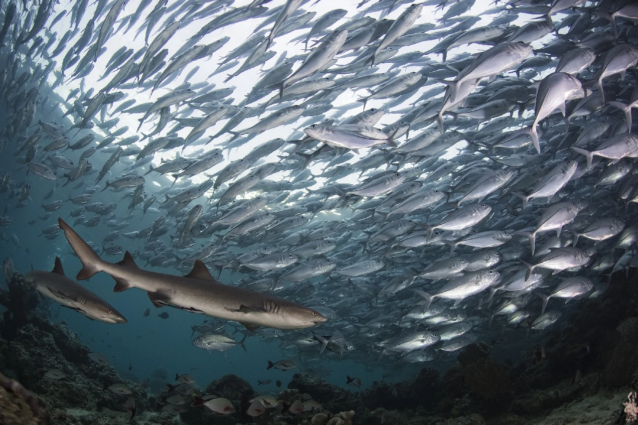 Predator - Wide Angle runner up by Marcello Di Francesco, See in the Sea underwater photography contest