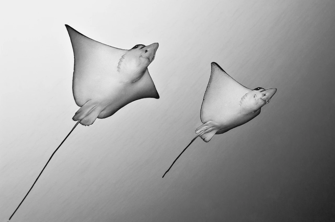 Connessione - Wide Angle runner up by Isabella Maffei, See in the Sea underwater photography contest