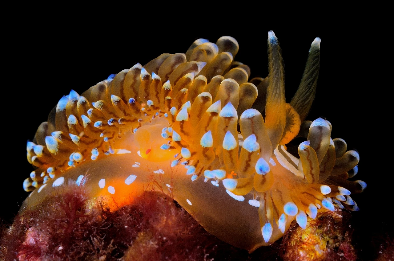 Janolus