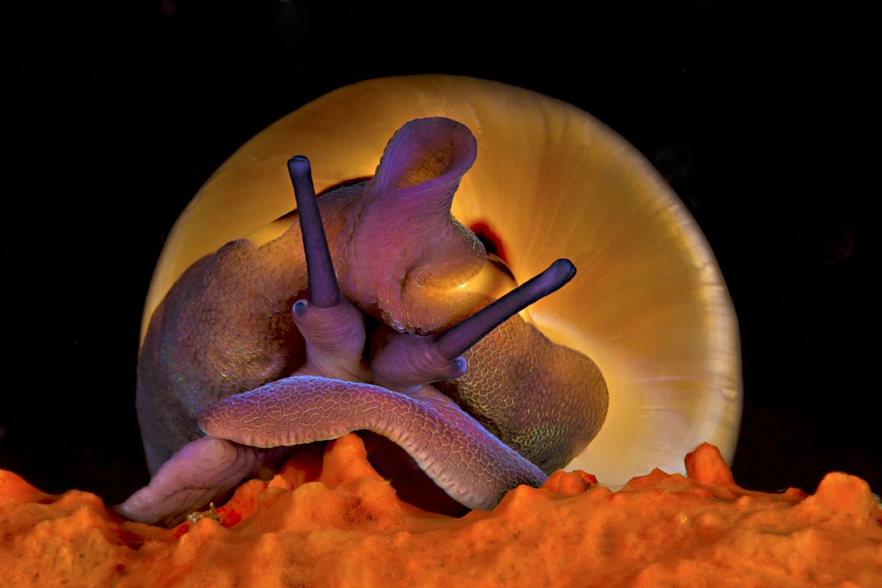 Iridescenze - Macro gold by Giuseppe Piccoli Resta, See in the Sea underwater photography contest
