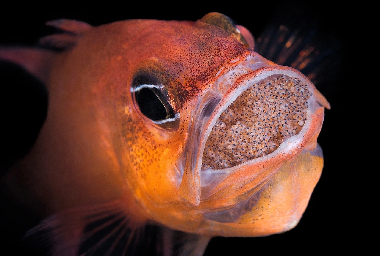 Nuova Generazione - Macro runner up by Davide Lopresti, See in the Sea underwater photography contest