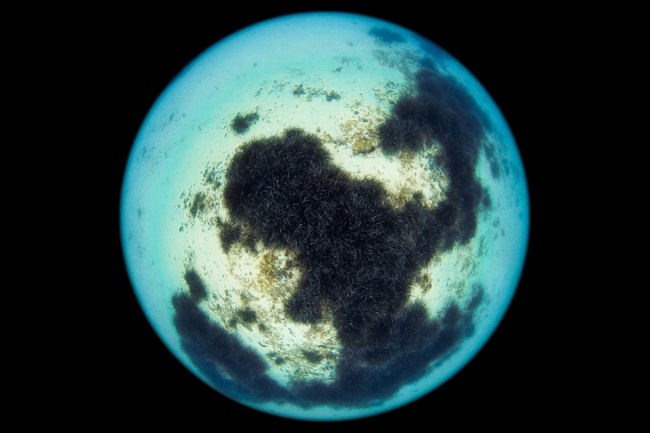 Pianeta Acqua - Art in the Water bronze by Raimundo Fernandez Diaz, See in the Sea underwater photography contest