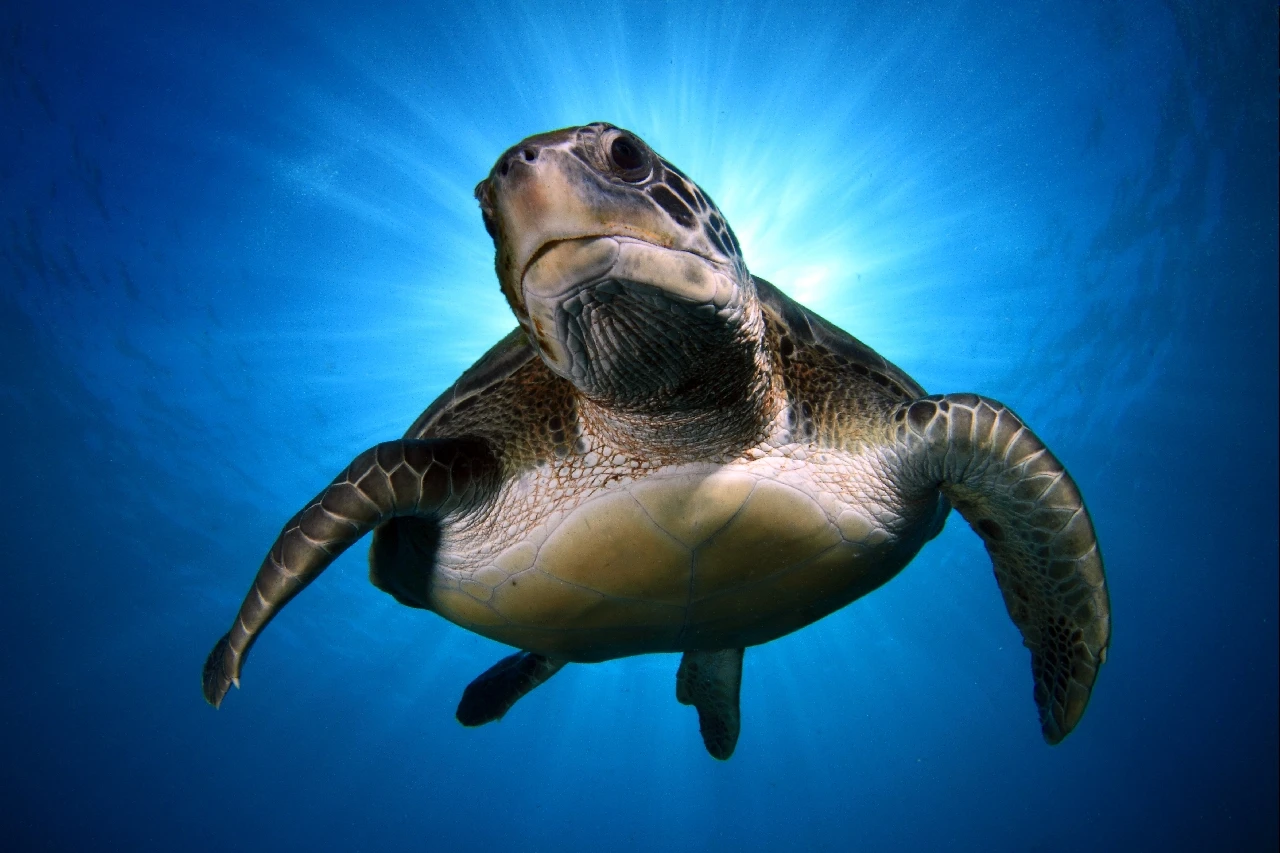 Fallen in the Sky - Wide Angle runner up by Montse Grillo, See in the Sea underwater photography contest
