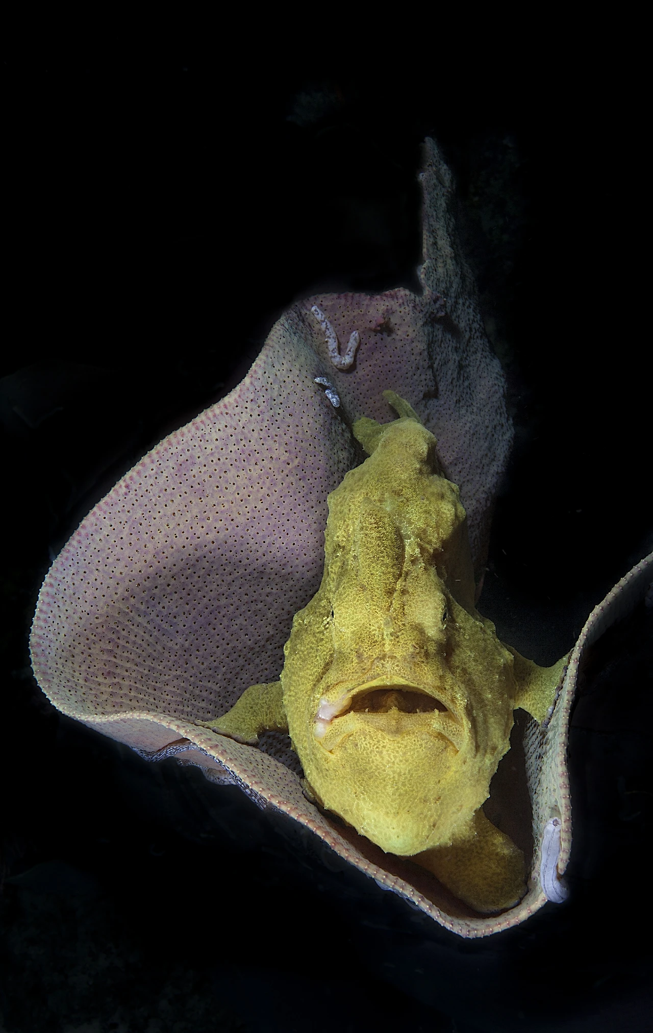 Frog Fish - Macro runner up by Matteo Visconti, See in the Sea underwater photography contest
