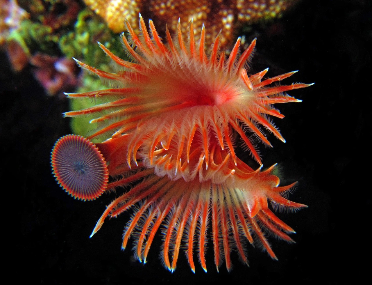 Serpula Vermicularis